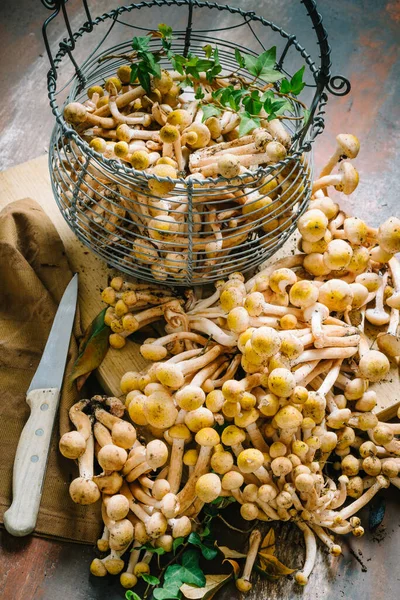 Basket Fresh Mushrooms Armillaria Mellea Tablemetal Basket Dirty Armillaria Mellea — ストック写真