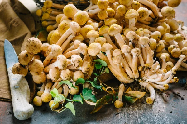 Tahta Kesme Tahtasında Taze Armillaria Mellea Mantarları Yakın Plan — Stok fotoğraf