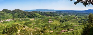 Valdobbiadene Treviso, İtalya: ünlü Prosecco şarap rotasındaki tepeler ve üzüm bağları