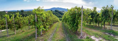 Valdobbiadene Treviso, İtalya: ünlü Prosecco şarap rotasındaki tepeler ve üzüm bağları