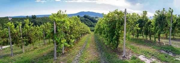 Valdobbiadene Treviso Italy Hills Vineyards Famous Prosecco Wine Route — Stock Photo, Image