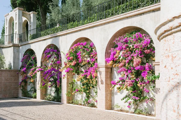 Gardone Riviera Settembre 2020 Bougainvillea Nel Giardino Del Vittoriale Degli — Foto Stock