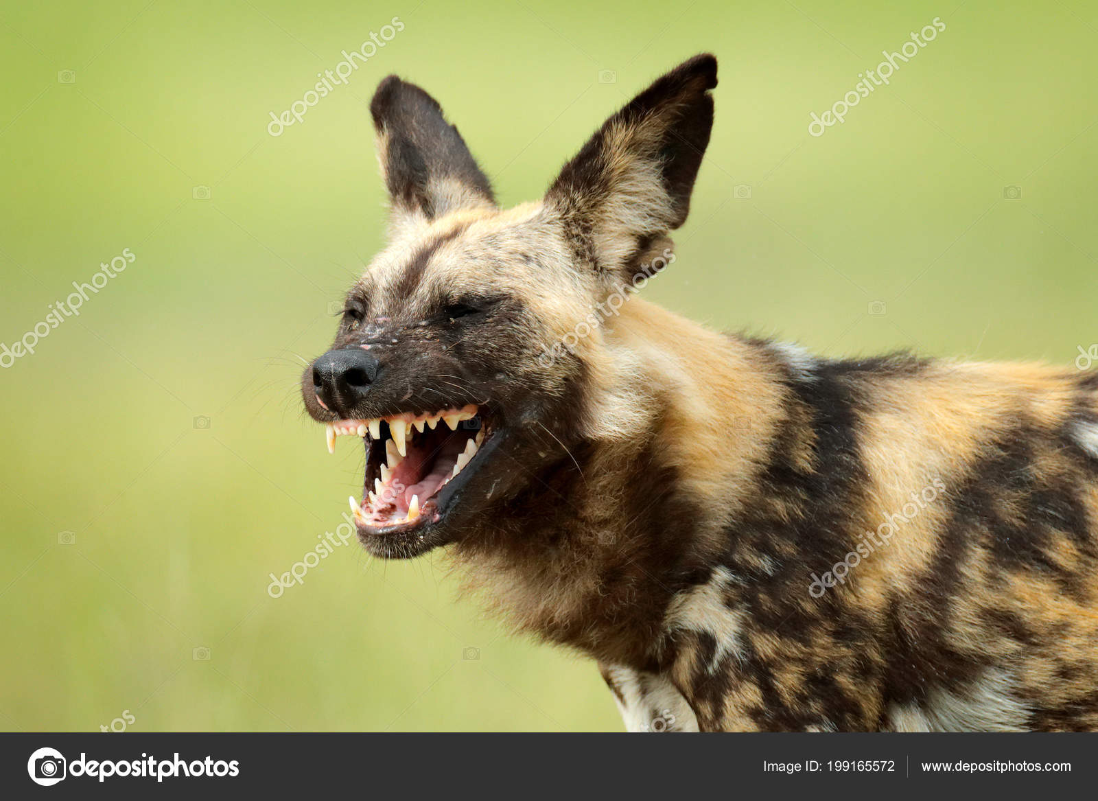 where can you find wild dogs