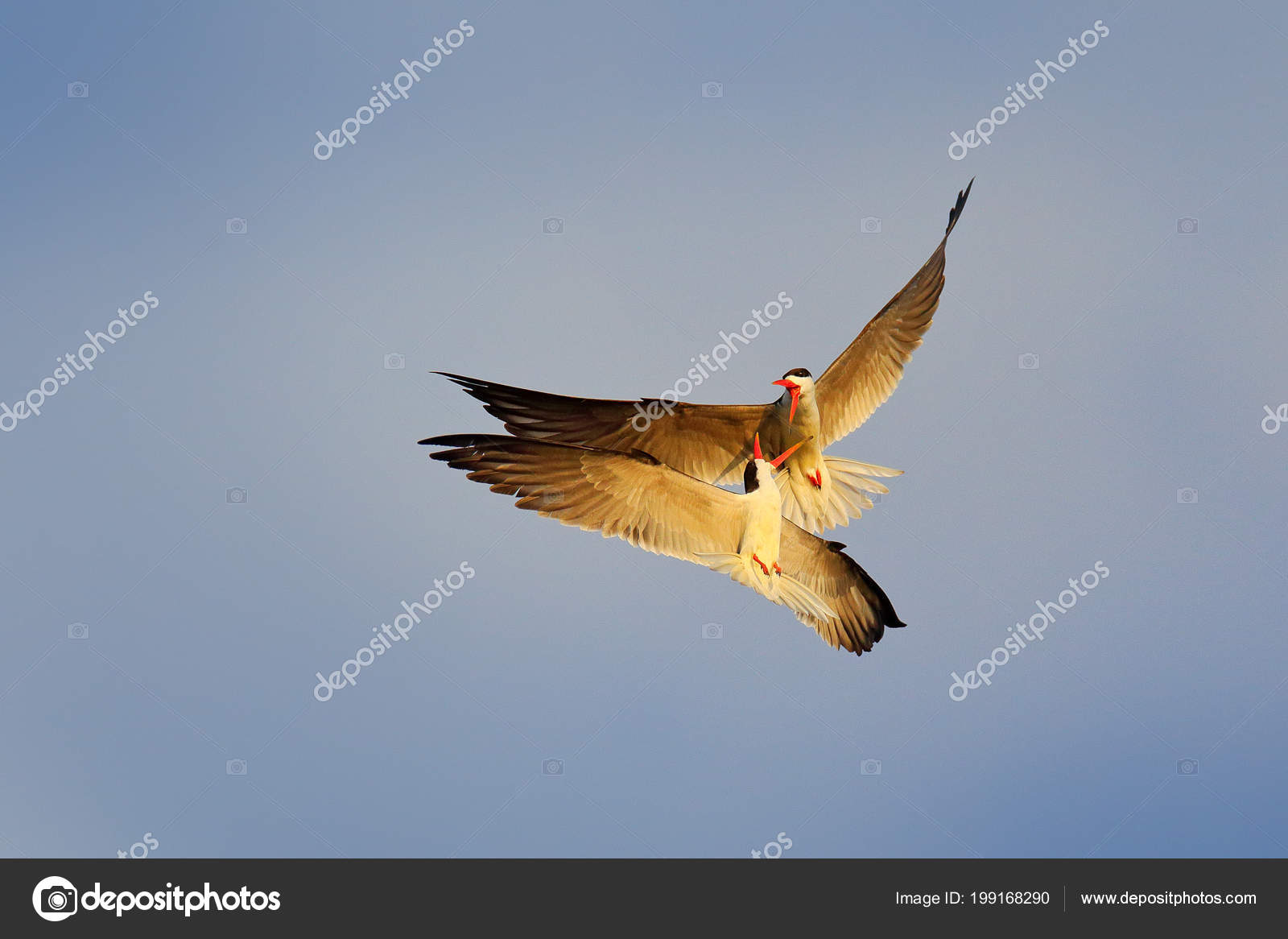 Noir Blanc Oiseaux Bec Rouge Battre Sur Ciel Bleu
