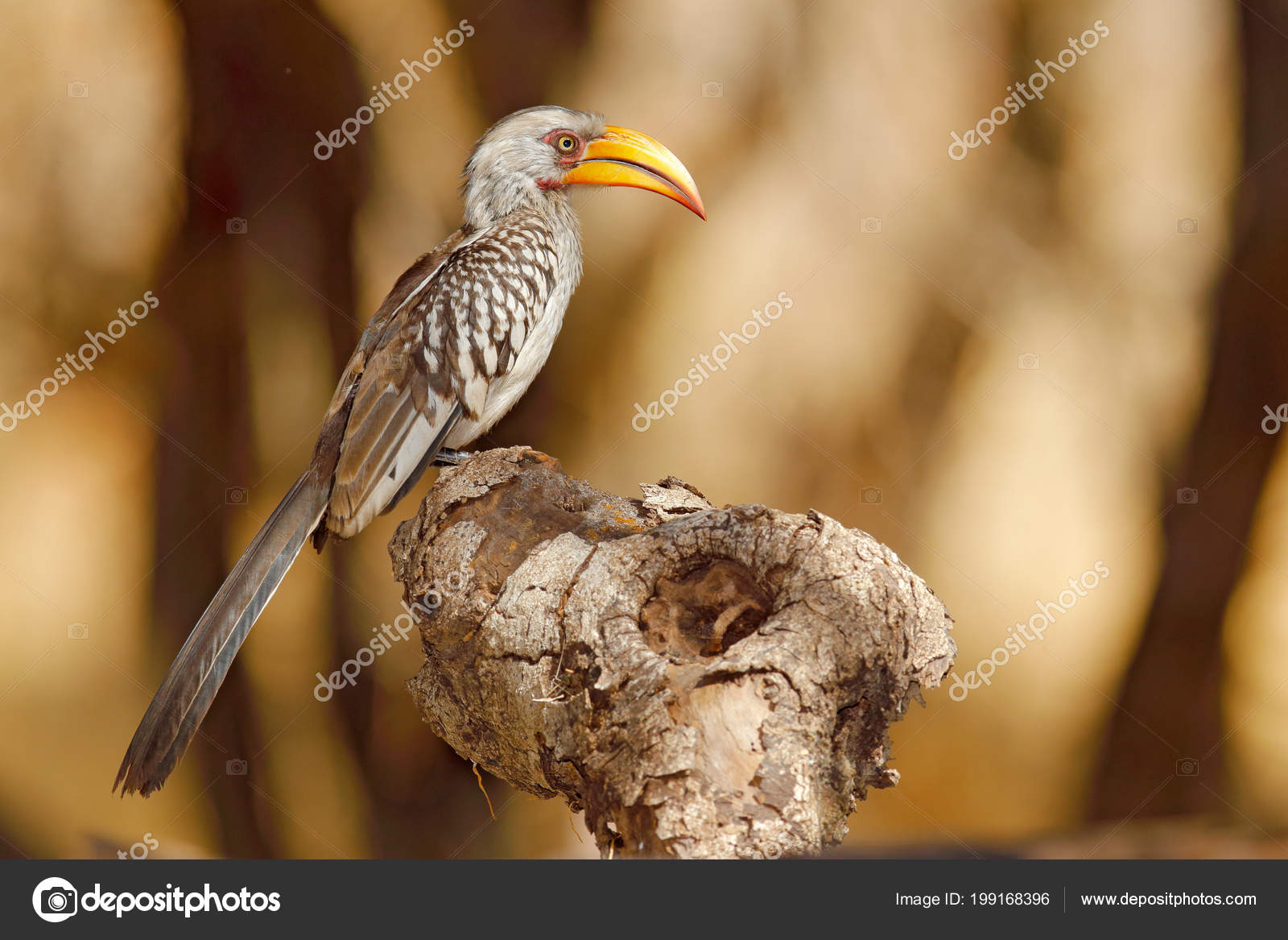 Portrait Détail Oiseau Grande Facture Provenant Afrique