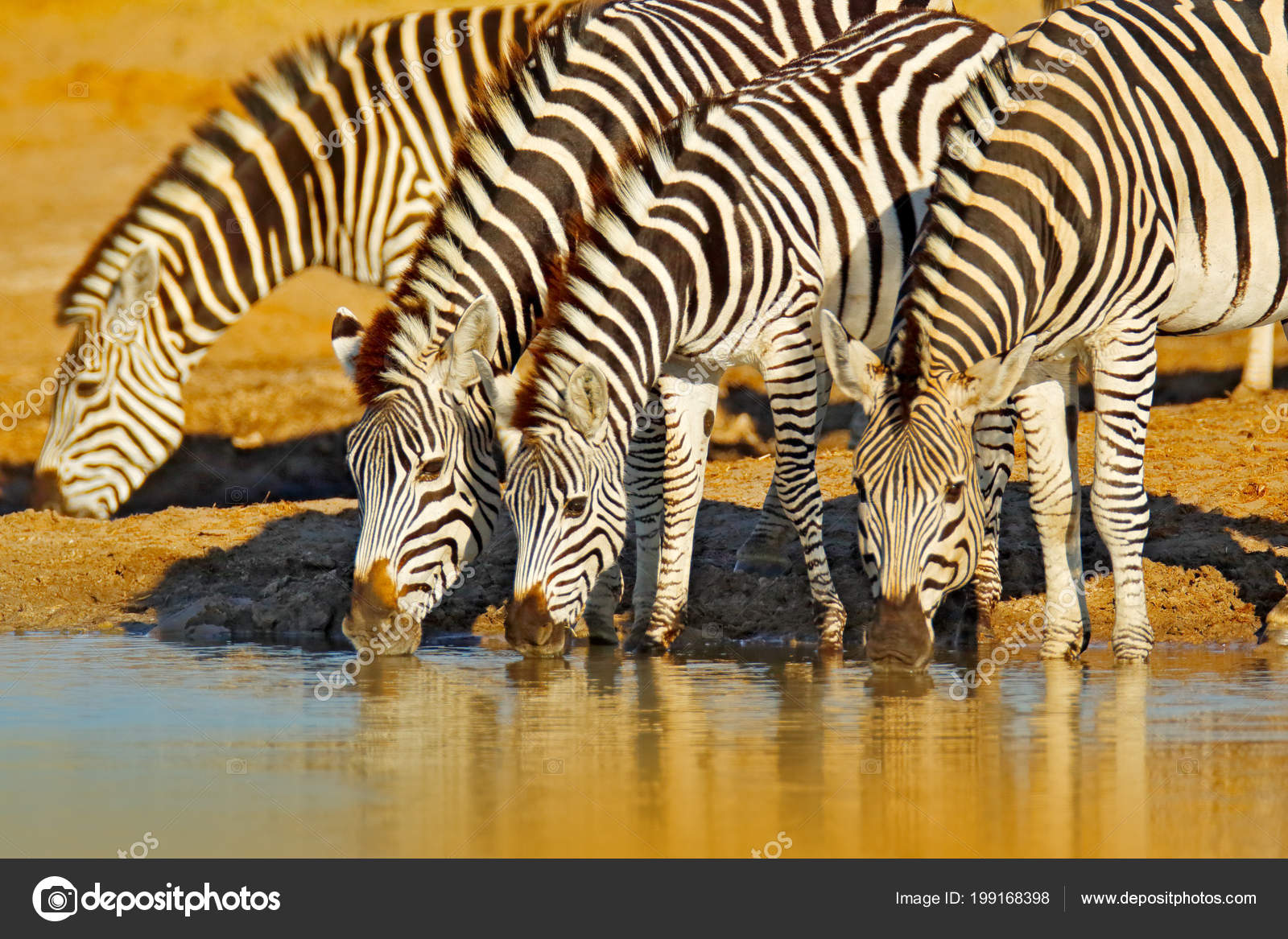 Grassland animals Stock Photos, Royalty Free Grassland animals Images | Depositphotos Grassland animals Stock Photos, Royalty Free Grassland animals Images | Depositphotos