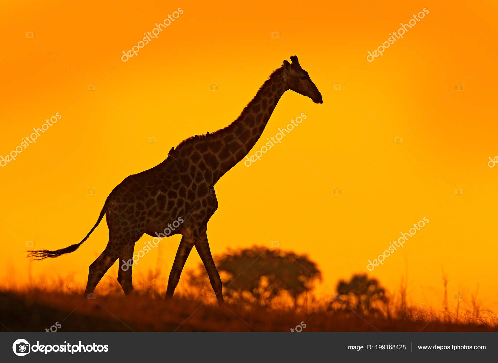 Silhouette Girafe Idyllique Avec Lumière Coucher Soleil