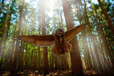 Flying Eurasian Eagle Owl in forest, Germany, Europe. clipart