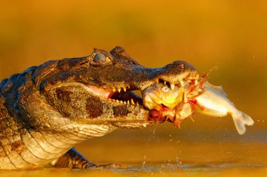 Zalim Yacare Caiman ölü balık, Pantanal, Brezilya ile.
