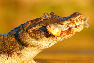 Zalim Yacare Caiman ölü balık, Pantanal, Brezilya ile.