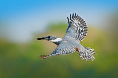 Brezilya Pantanal mavi nehir üzerinde uçan Kingfisher halkalı. 