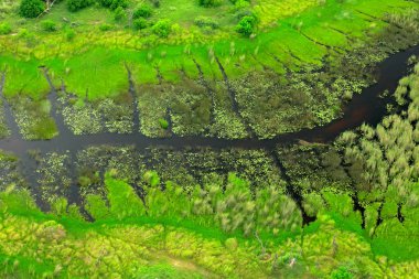 Aerial landscape in Okavango delta, Botswana, Africa. clipart
