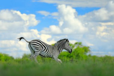 Zebra mavi gökyüzü, Nxai Pan Ulusal Parkı, Botsvana, Afrika fırtına. 