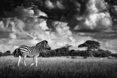 Zebra mavi gökyüzü, Nxai Pan Ulusal Parkı, Botsvana, Afrika fırtına. 