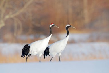 İki kırmızı taç vinçler üzerinde yürümek çayır, Hokkaido, Japonya kar.