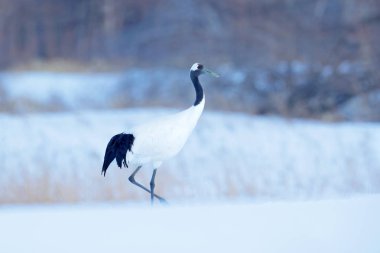 Kırmızı taç vinç, Grus japonensis, kar, Hokkaido, Japonya'nın yürüyüş.