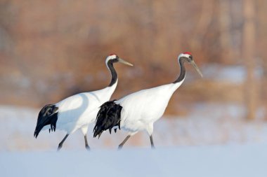 İki kırmızı taç vinçler üzerinde yürümek çayır, Hokkaido, Japonya kar.