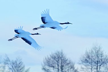 Mavi gökyüzü, Hokkaido, Japonya karşı uçan kar yağışı kırmızı taç vinç.