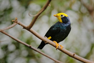 Golden-crested Myna, Ampeliceps coronatus, bird sitting on branch, Thailand, Asia. clipart