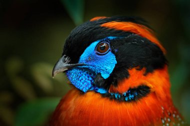 Temminck Tragopan, Tragopan temmincki, nadir sülün, Çin ayrıntı portresi.
