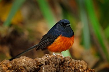 Ak sokumlu köstebek, Copsychus malabaricus, Hindistan, Asya mavi turuncu nadir kuş. 