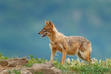 Altın çakal, çim ve taşlar, Romanya, Avrupa'nın Canis aureus.