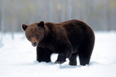 Kahverengi ayı kar ve buz, Finlandiya ile göl çevresinde yürüyüş. 