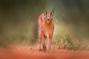 Karakulak, Afrika lynx, yeşil çim bitki örtüsü, Botswana, Güney Afrika. 