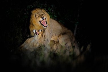 Aslan, Panthera leo bleyenberghi, eylem sahne Kruger National Park, Afrika çiftleşme.