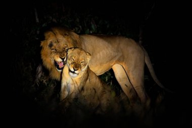 Aslan, Panthera leo bleyenberghi, eylem sahne Kruger National Park, Afrika çiftleşme.