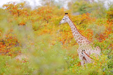 Zürafa ve turuncu aurumn orman, Kruger National Park, Afrika Genç.