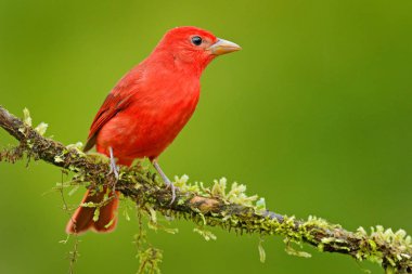 Yaz Tanager, Piranga rubra, doğal ortamlarında, Laguna de Lagarta Lodge, Kosta Rika kırmızı kuş.