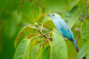 Mavi-gri tanager yosunlu dalı yeşil bitki örtüsü. 