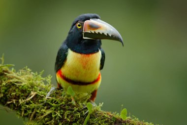 Küçük toucan yakalı Aracari, Pteroglossus torquatus, kuş koca bill, Boca Tapada, Kosta Rika ile.