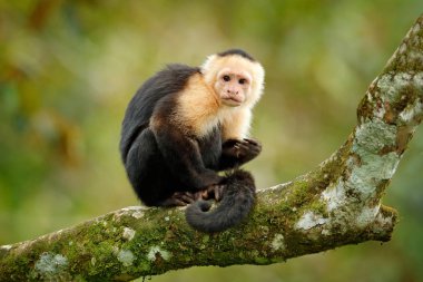 Ak başlı Capuchin, ağaç dalı tropikal ormanda, Kosta Rika üzerinde siyah maymun.