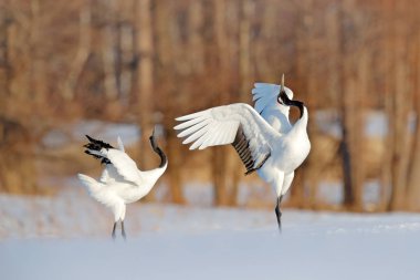İki kırmızı taç vinçler kar çayır, Hokkaido, Japonya.