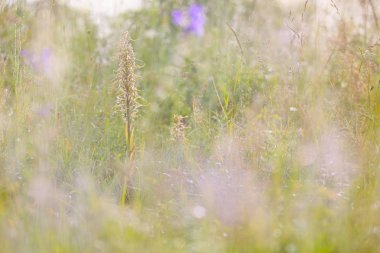 Kır çiçekleri güneşli çayır üzerinde closeup.