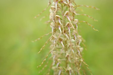 Himantoglossum hircinum, kertenkele orkide, Jena, Almanya.