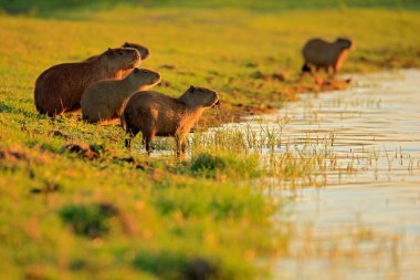 Capybara, family with youngs, Pantanal, Brazil. clipart