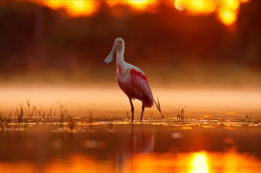 Platalea ajaja, pembe kaşıkçı, su güneş arka ışık, Pantanal, Brezilya.
