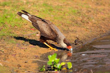 Yırtıcı kuş içme suyu, Güney Caracara Pantanal, Brezilya. 