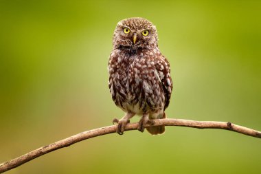 Kukumav, Athene noctua, kuş türü doğal yaşam alanı, açık yeşil renkli, Bulgaristan.