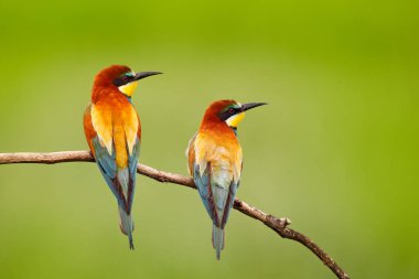Avrupa yeşil arka plana sahip şube oturan Bee-eaters, arı kuşu apiaster, çifti. 