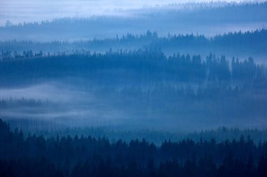 Krkonose dağın, sabah sisli orman, Çek Cumhuriyeti, Orta Avrupa.