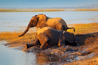 Çamurlu su, Chobe Ulusal Parkı, Botsvana, Afrika oynarken fil. 