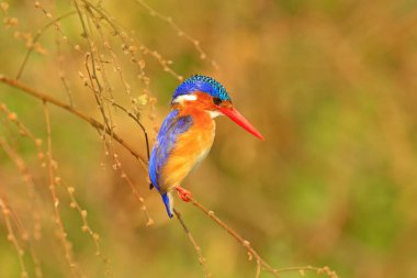 Malakit Kingfisher, Alcedo cristata, şube, Botswana, Afrika üzerinde oturan egzotik Afrika kuş detay.