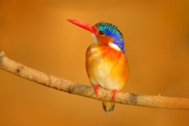 Malakit Kingfisher, Alcedo cristata, şube, Botswana, Afrika üzerinde oturan egzotik Afrika kuş detay.