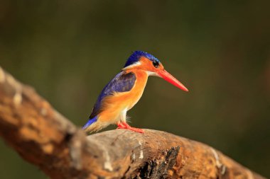 Malakit Kingfisher, ayrıntı egzotik Afrika kuş, Afrika.