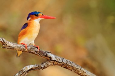 Malakit Kingfisher, ayrıntı egzotik Afrika kuş, Afrika.