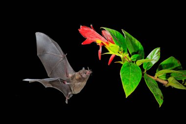 Pallas Long-Tongued Bat, Glossophaga soricina, Nocturnal animal in flight with red feed flower, Costa Rica. clipart